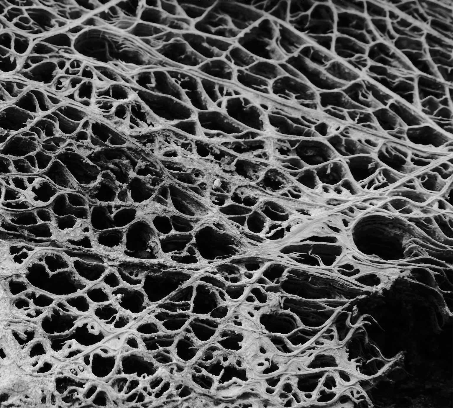 Hadopelagyal Zalmathic Necroichorion
